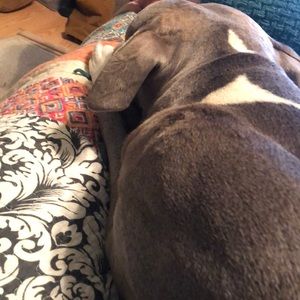 Meet your Posher, Destiny